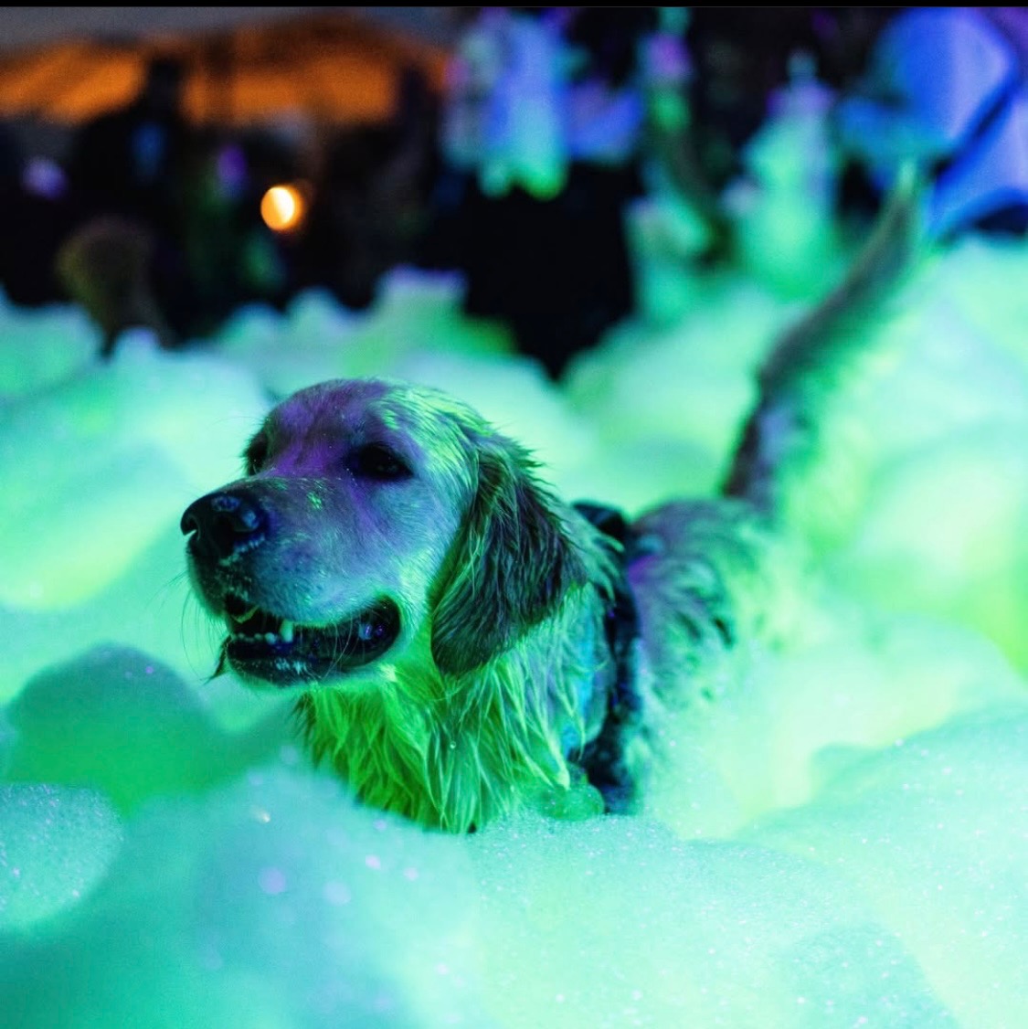 Fun for the whole family - Mike's Foam Parties foam party rentals Chillicothe, IL