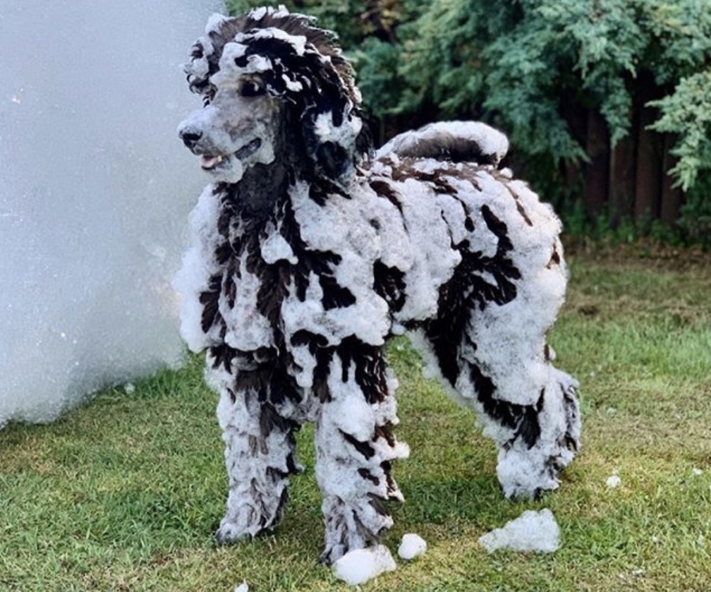 Safe foam - even pets love it - Mike's Foam Parties foam party rentals Chillicothe, IL